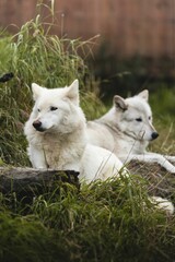 Naklejka na ściany i meble Vertical shot of white arctic wolves lying on the ground in a park in Alaska