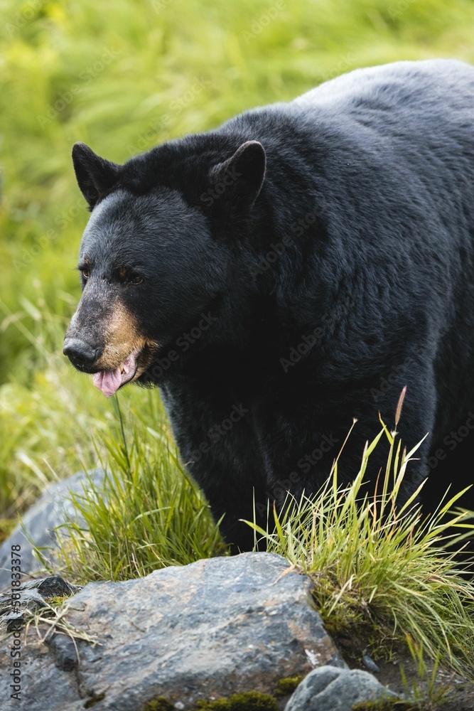 Canvas Prints Vertical shot of a Himalayan black bear in a park in Alaska surrounded by green nature