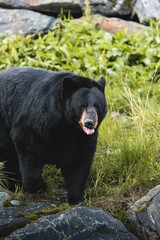 Vertical shot of a Himalayan black bear in a park in Alaska surrounded by green nature