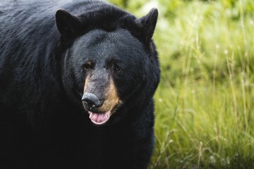 Closeup view of a Himalayan black bear in a park in Alaska on a blurred background