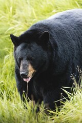 Vertical shot of a Himalayan black bear in a park in Alaska surrounded by green nature