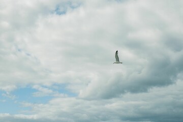 View of a gull flying over the sea with cloudy sky