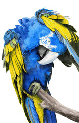 Watercolor illustration of a large parrot with colorful yellow and blue wings preening its feathers with its beak