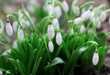Obraz na płótnie Canvas Snowdrops spring flowers in the garden.