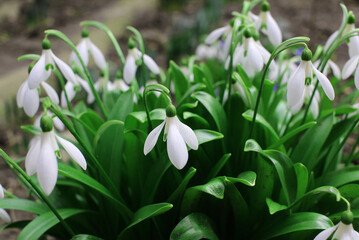 group of blooming snowdrops in the garden