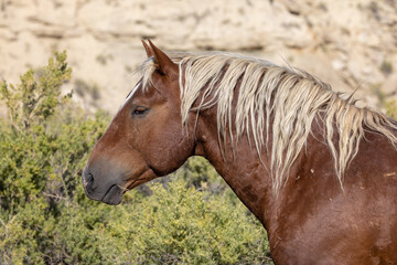 Wild Horse in the Wyoming Desert in Autumn