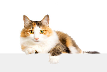 Portrait of cute cat lies in a white background close up photo.