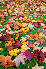 Fall maple leaves on the ground. Colorful autumn view.