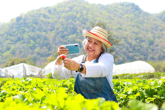 Asian elderly woman holding a smartphone Take photos of fresh strawberries from the farm. Agricultural tourism concept. Older people farming agriculture in retirement