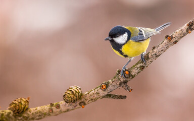 Bogatka zwyczajna Parus major