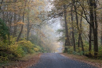 Beautiful shot of a trail through a misty autumn forest