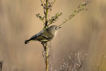 Selective focus shot of a goldcrest bird perched on a tree branch