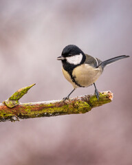 Bogatka zwyczajna Parus major © Sawomir