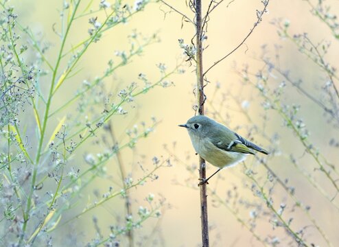 Selective focus shot of a goldcrest bird perched on a tree branch
