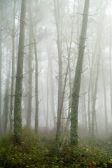 Beautiful view of a foggy forest in Galicia, Spain