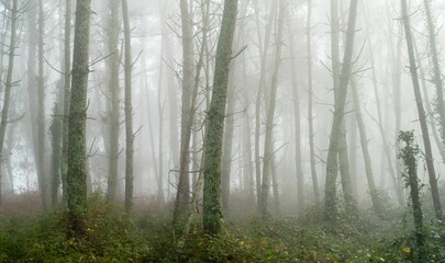 Beautiful view of a foggy forest in Galicia, Spain