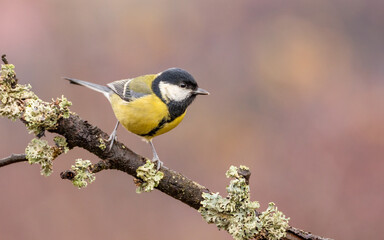 Bogatka zwyczajna Parus major © Sawomir