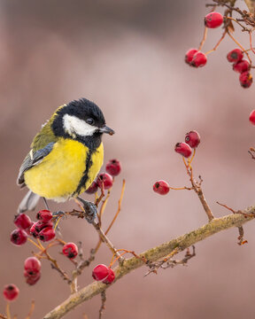 Bogatka zwyczajna Parus major