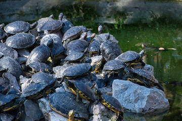 Fototapeta na wymiar Beautiful shot of several water turtles near the lake
