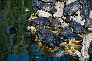 Beautiful shot of several water turtles near the lake