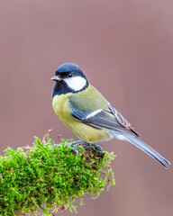 Bogatka zwyczajna Parus major © Slawomir
