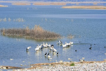 Flock of storks on the lake