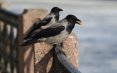 A crow with a piece of bread in its beak sits on the fence of the river embankment