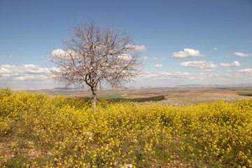 Spring is around the corner, flowers are blooming.