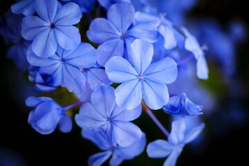 Fototapeta na wymiar Closeup shot of blue flowers on a blurred background