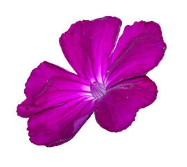 purple rose campion or dusty miller (Silene coronaria) flower isolated