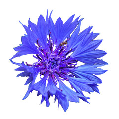blue flower of cornflower or bachelor's button (Centaurea cyanus)