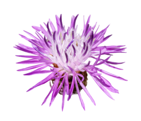 pink brown knapweed cornflower (centaurea jacea) flower isolated