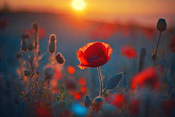 Poppy flower closeup in a sunset light, poppy field. Generative AI