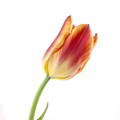 orange tulip isolated on white