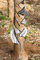 Rubber tree on plantation, close-up. Collecting latex from rubber tree.