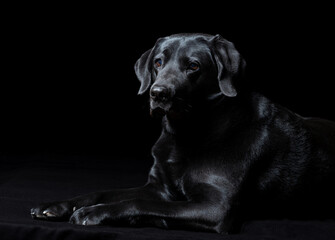 Schwarze Labrador Hündin vor schwarzem Hintergrund