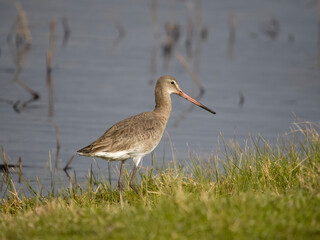 Black-tailed godwit, Limosa limosa