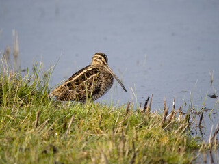 Common snipe, Gallinago gallinago