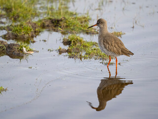 Redshank, Tringa totanus