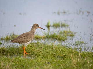 Redshank, Tringa totanus