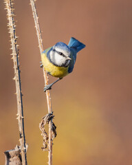 modraszka zwyczajna © Sawomir