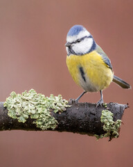 modraszka zwyczajna © Sawomir