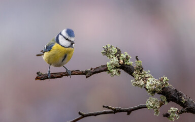 modraszka zwyczajna © Sawomir