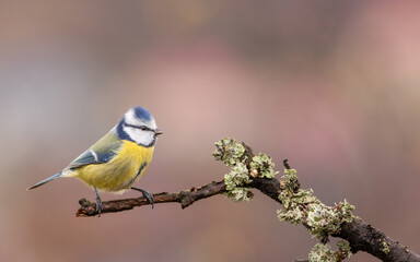 modraszka zwyczajna © Sawomir