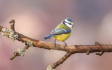 modraszka zwyczajna © Sawomir