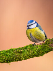 modraszka zwyczajna © Sawomir