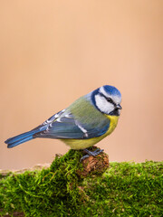 modraszka zwyczajna © Sawomir