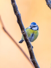 modraszka zwyczajna © Sawomir