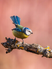 modraszka zwyczajna © Sawomir