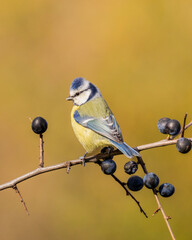 modraszka zwyczajna © Sawomir